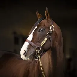 Quillin Stallion halters for Claiborne farm